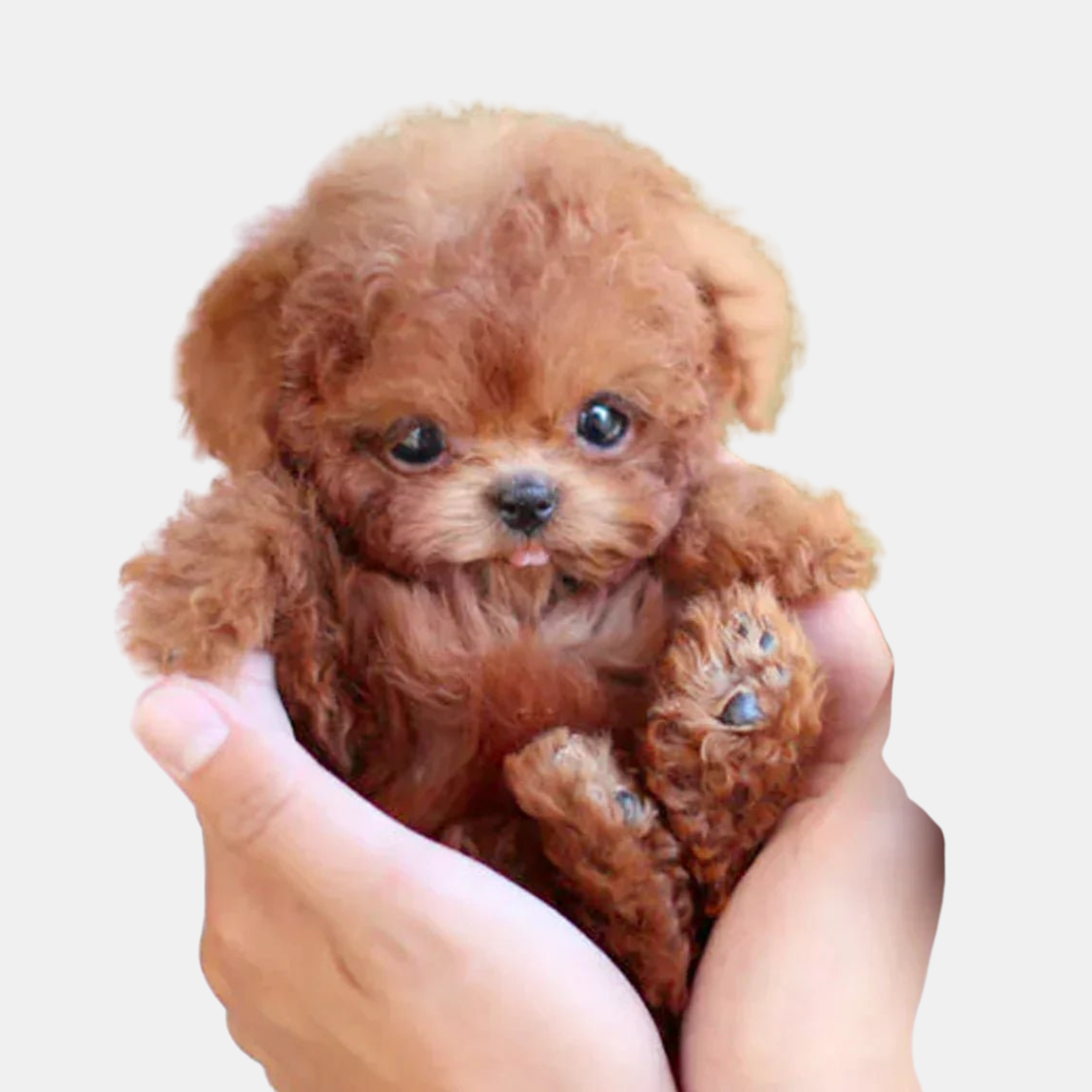 Realistisk Plys Hundehvalp med Livagtige Detaljer Fyldte dyr og bløde legetøj Tech Butik Brun