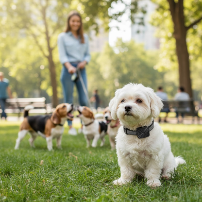 Træningshundehalsbånd – Effektiv og Komfortabel Gø-kontrol til Små Hunde Collar Tech Butik