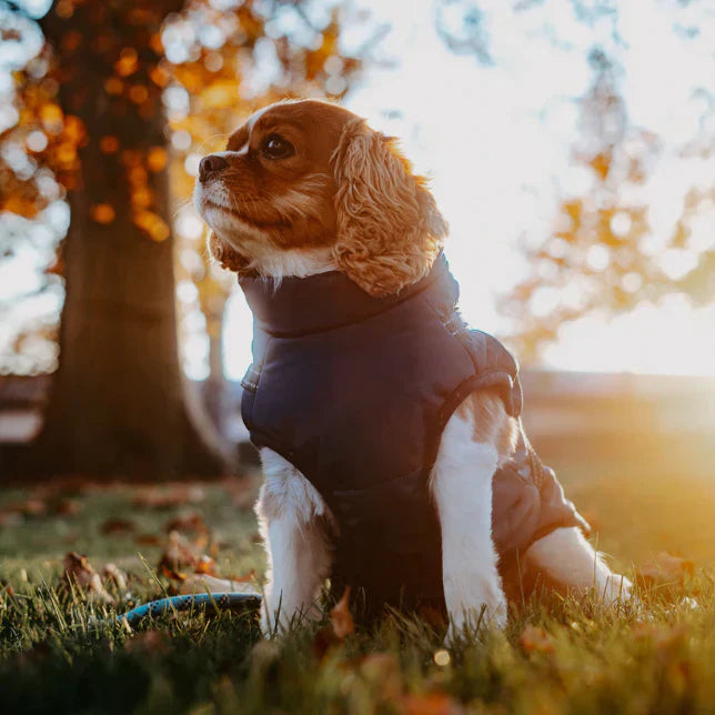 Ultimativ Vandtæt Hundejakke – Varm, Stilfuld Beskyttelse til Eventyr i Alt Slags Vejr pets care Tech Butik