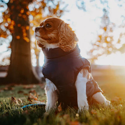 Ultimativ Vandtæt Hundejakke – Varm, Stilfuld Beskyttelse til Eventyr i Alt Slags Vejr pets care Tech Butik