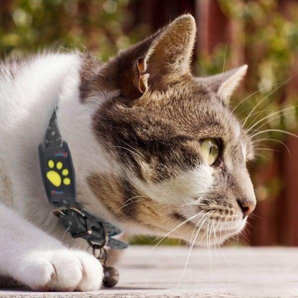Realtids GPS-Tracker til Katte – Hold Forbindelsen til Din Kæledyr GPS sporingsenheder Tech Butik Default