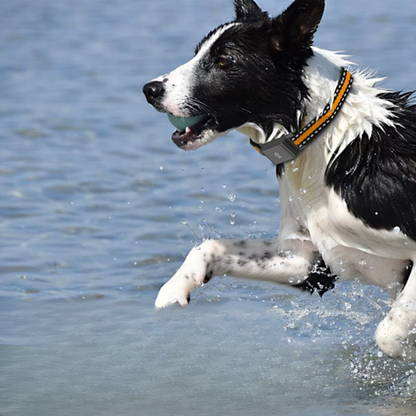 Smart GPS Kæledyrshalsbånd – Præcis Sporing til Hunde & Katte GPS Collars Tech Butik