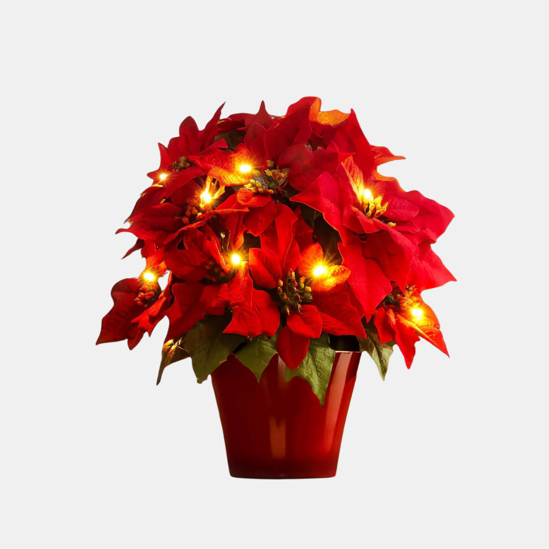Lyse Blomst Poinsettia – Festlig og Livlig Dekoration home decor Tech Butik Julestjerne Gryde