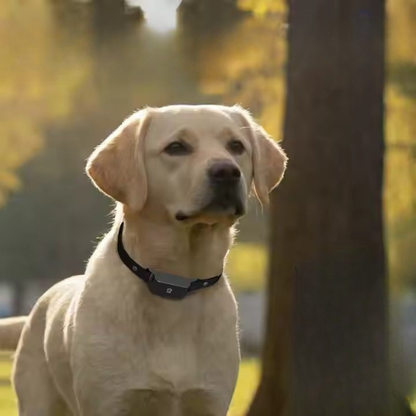 Holdbar Vandtæt GPS Halsbånd – Smart og Pålidelig Lokalisering af Dit Kæledyr Pets Tech Butik
